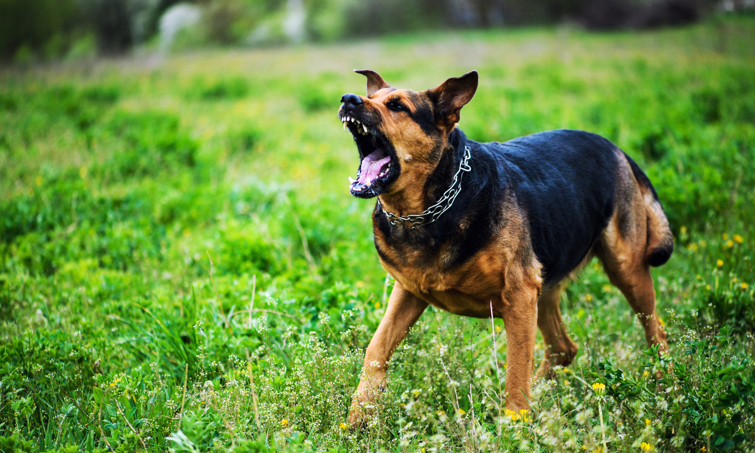 Birmingham Dog Bite Attorneys