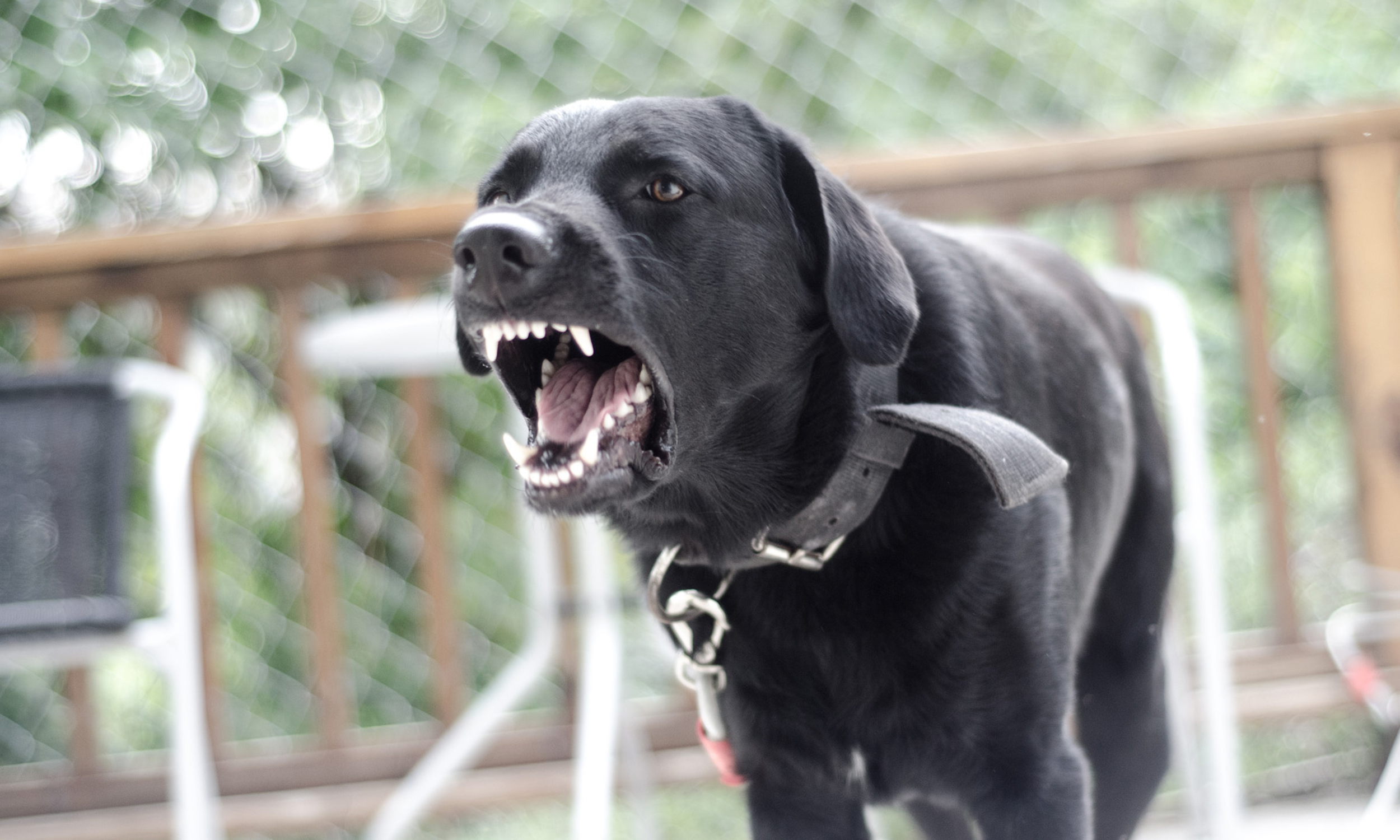 Child Dog Bite Victims and Special Legal Protections in Mobile, AL